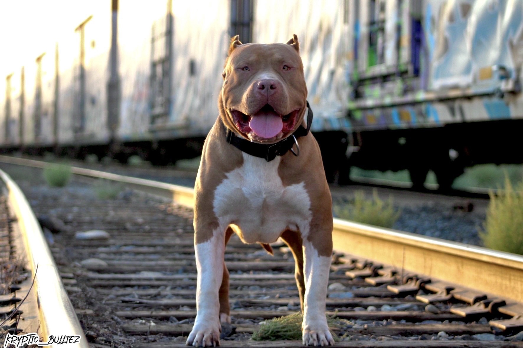 Dog Featured Image