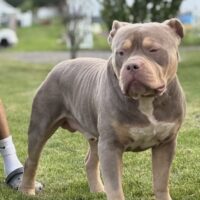 Thrace Bullies Dolche of Almighty Bullies