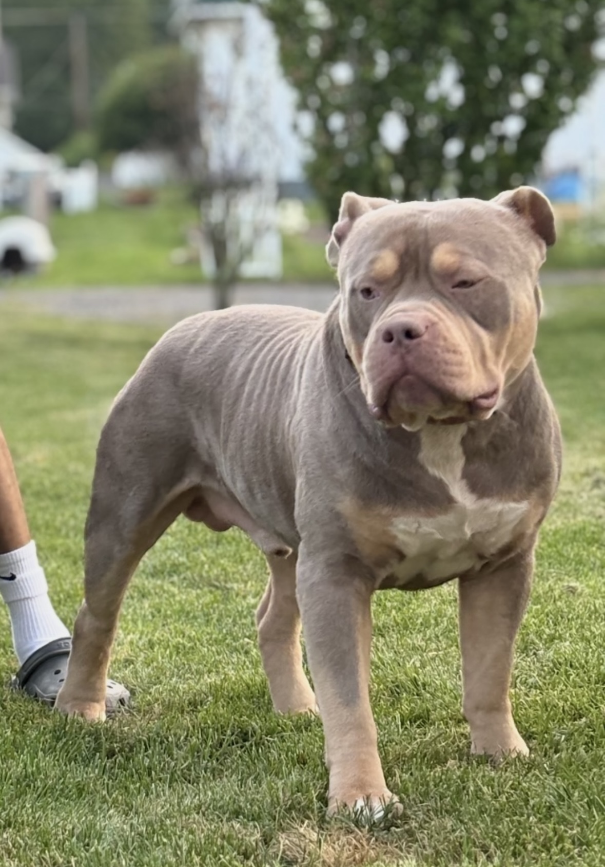 Dog Featured Image