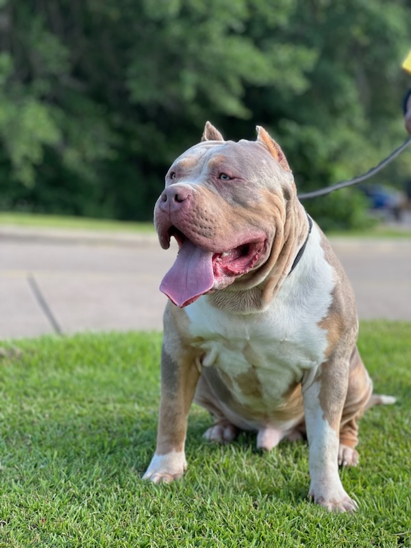 Dog Featured Image