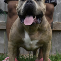 Dog Featured Image