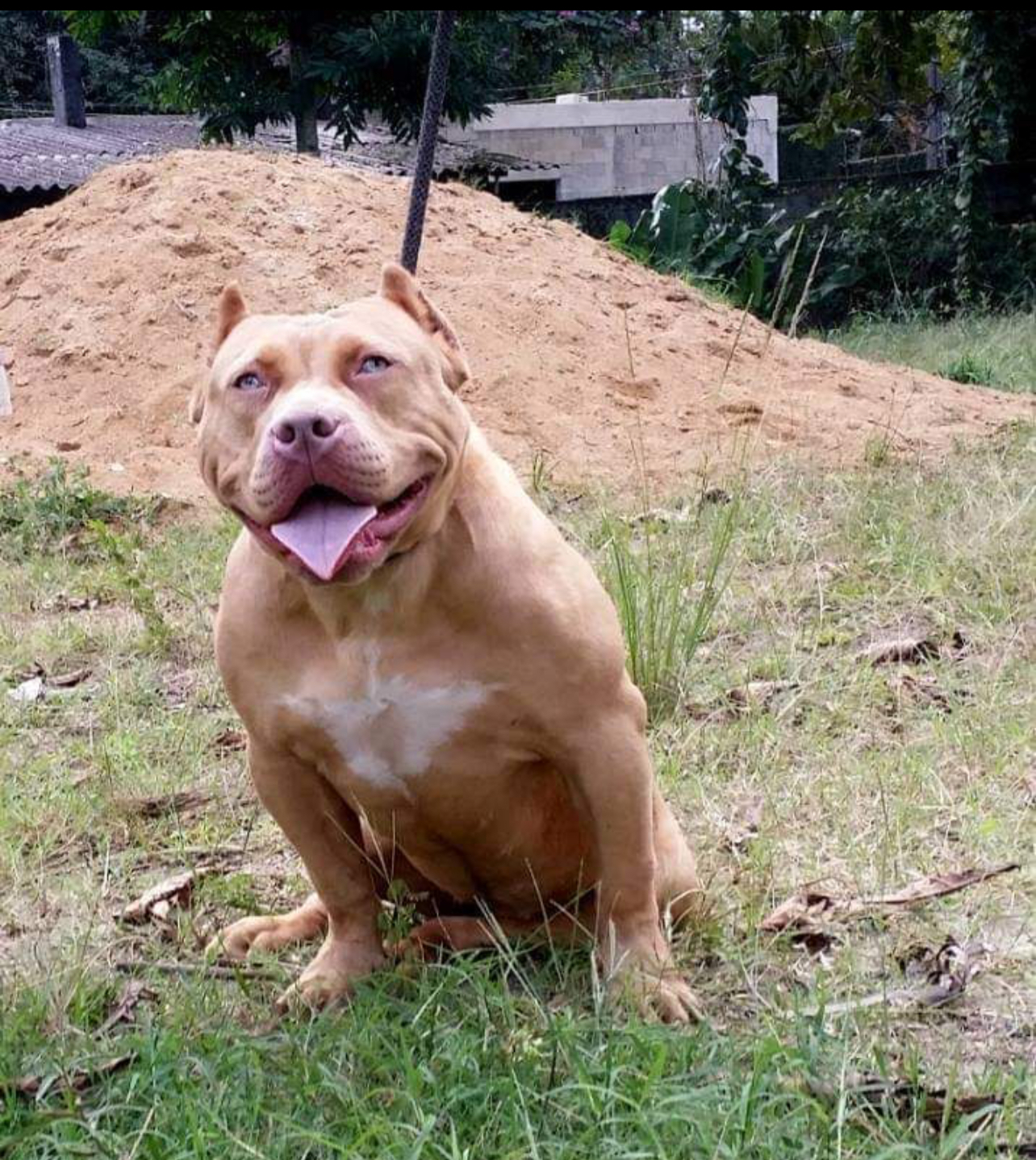 Dog Featured Image