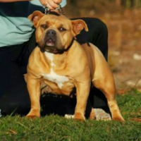 Dog Featured Image