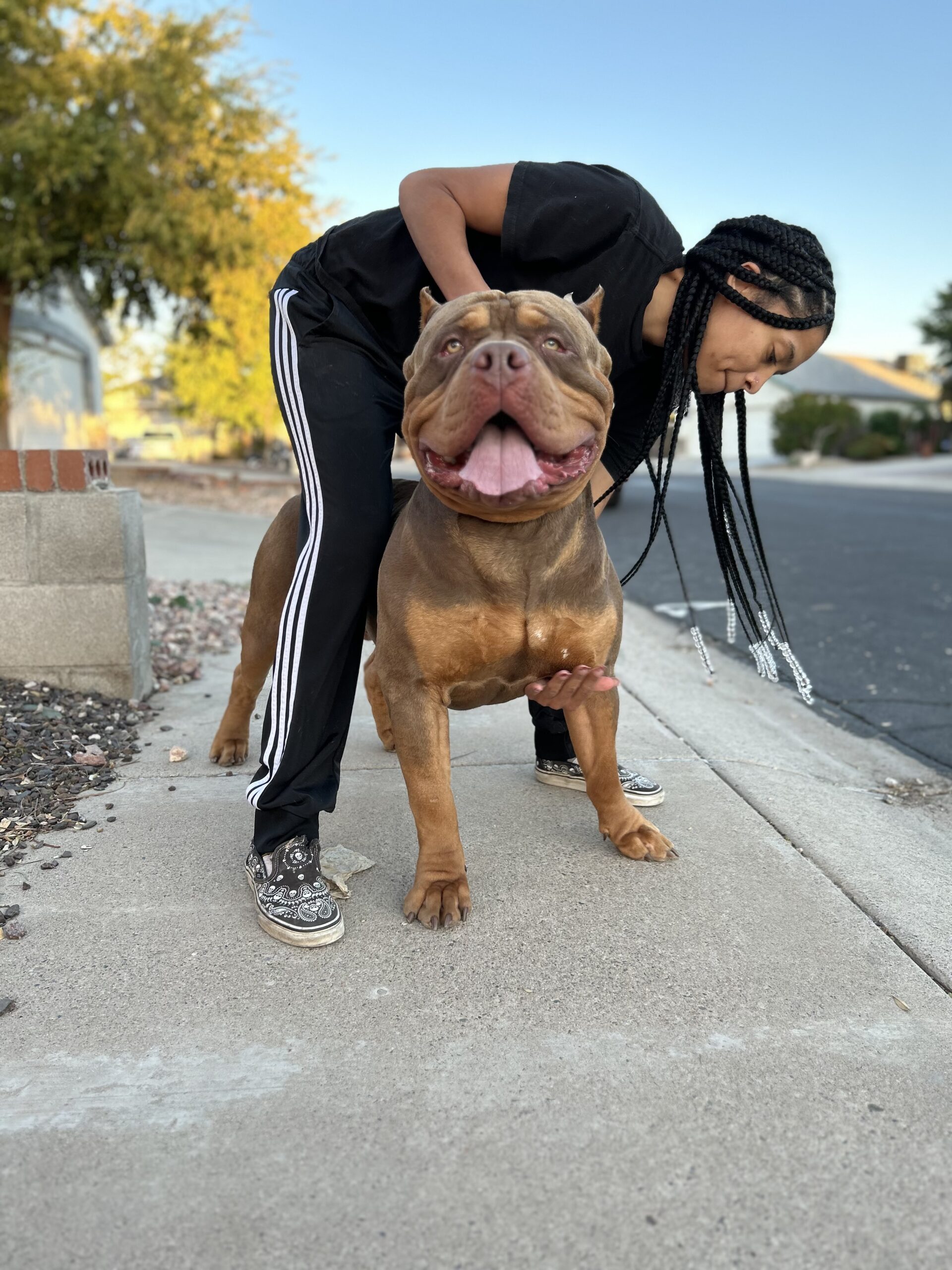 Dog Featured Image