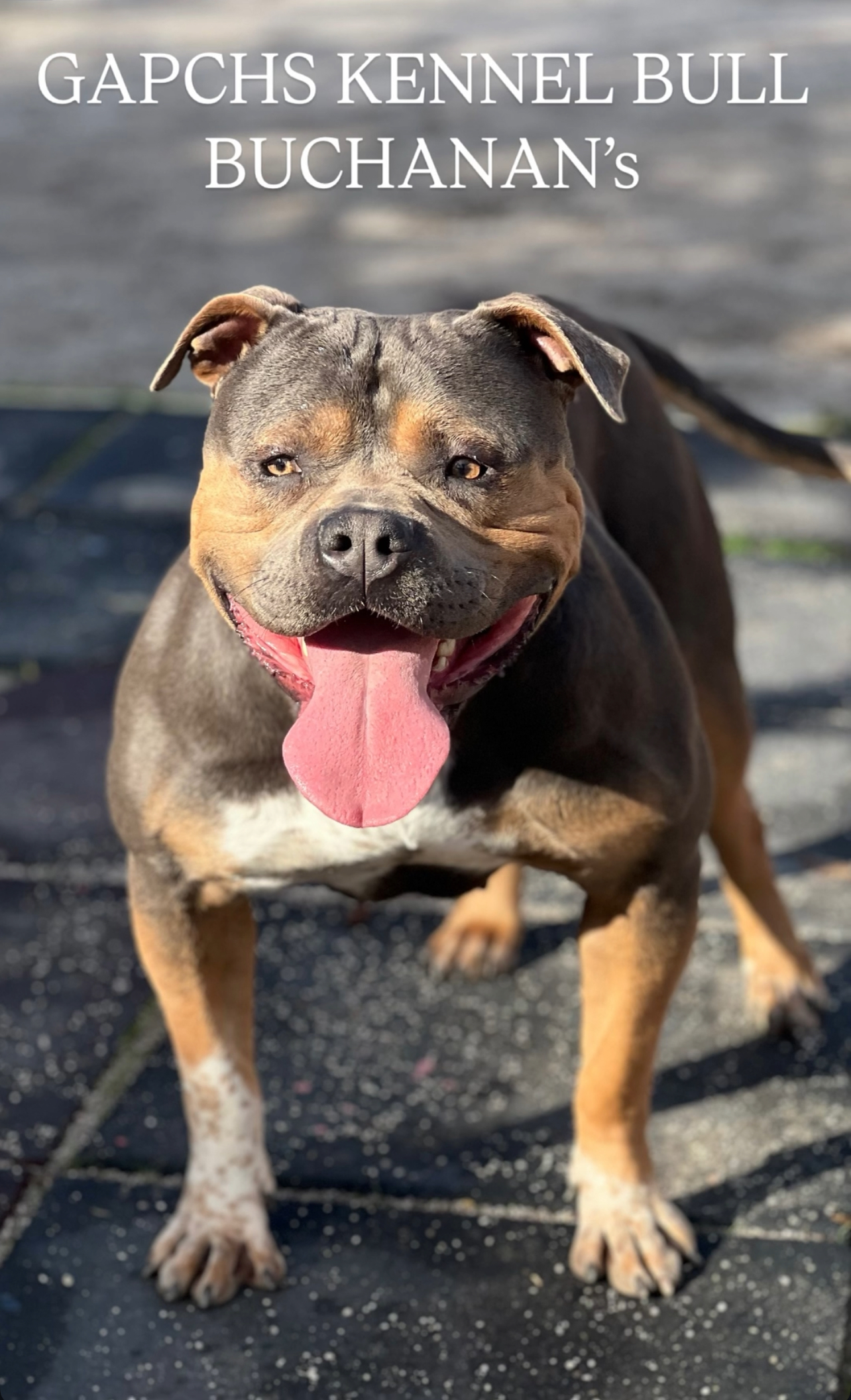 Dog Featured Image