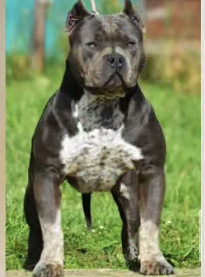 Dog Featured Image