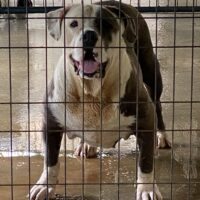 B&H Bullies Tinker Bell