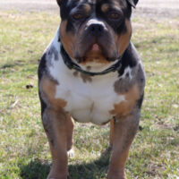 Dog Featured Image