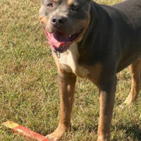 Dog Featured Image