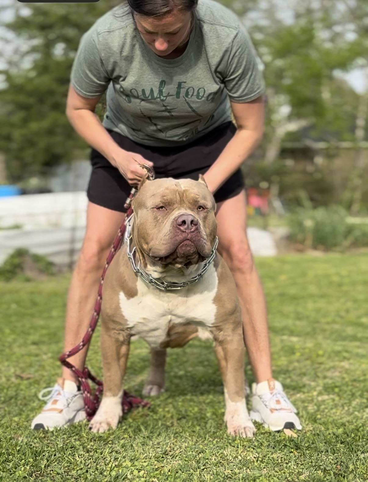 Dog Featured Image