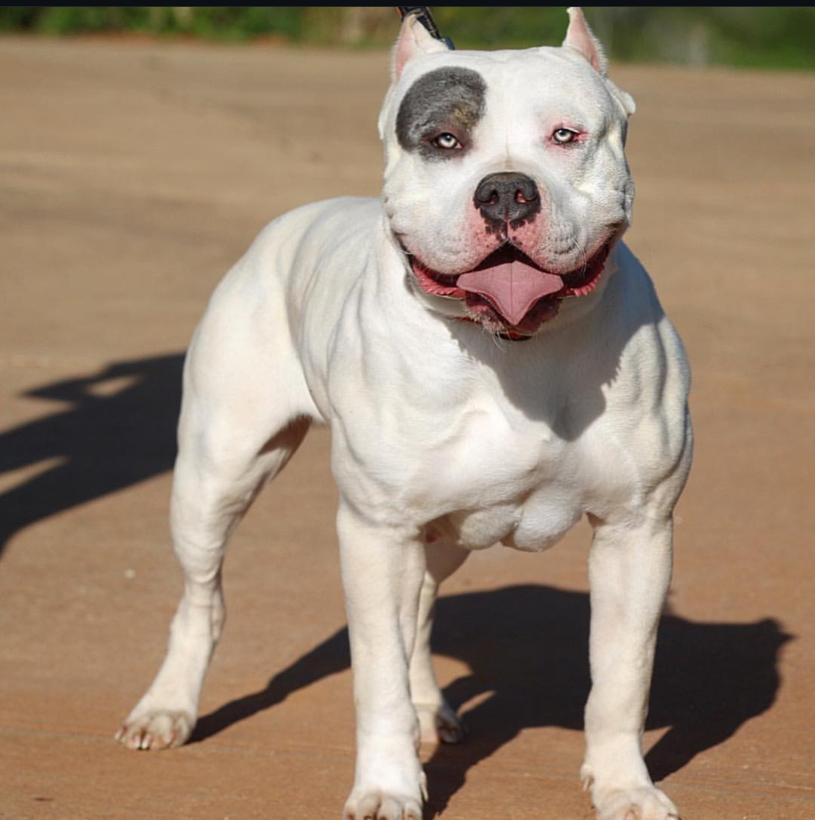 Dog Featured Image