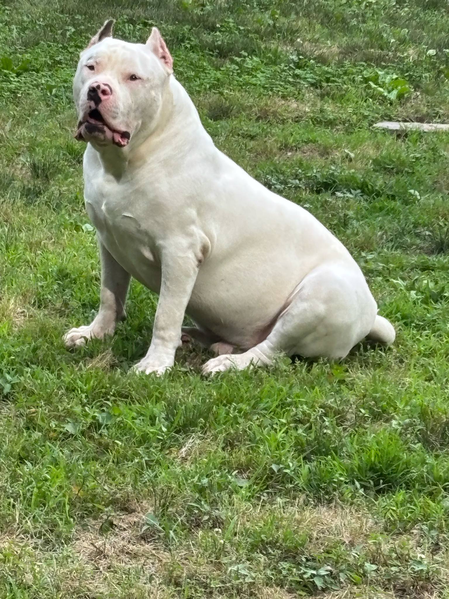 Dog Featured Image