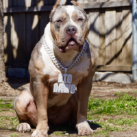 Big Dawg Valentine Baby