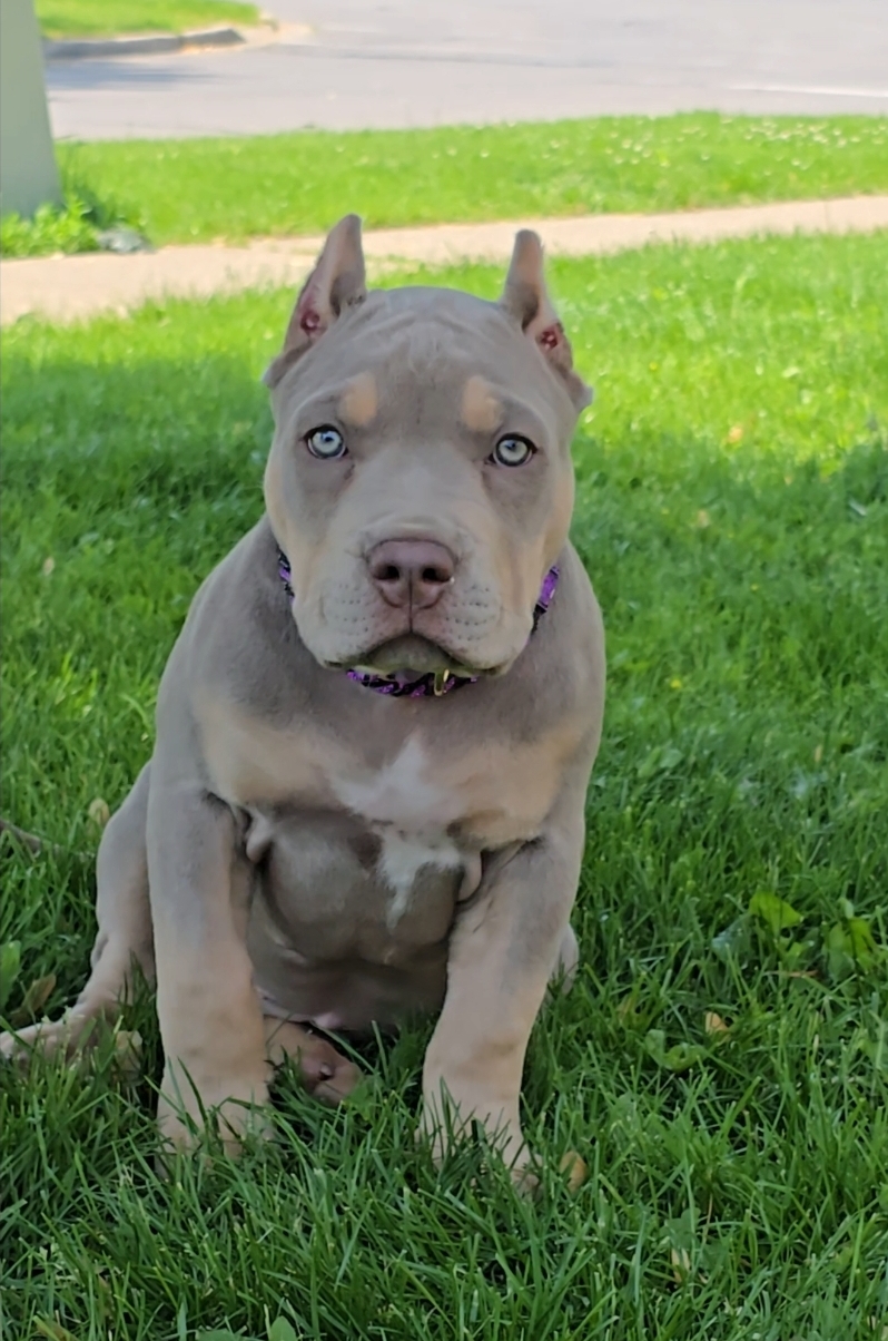 Dog Featured Image