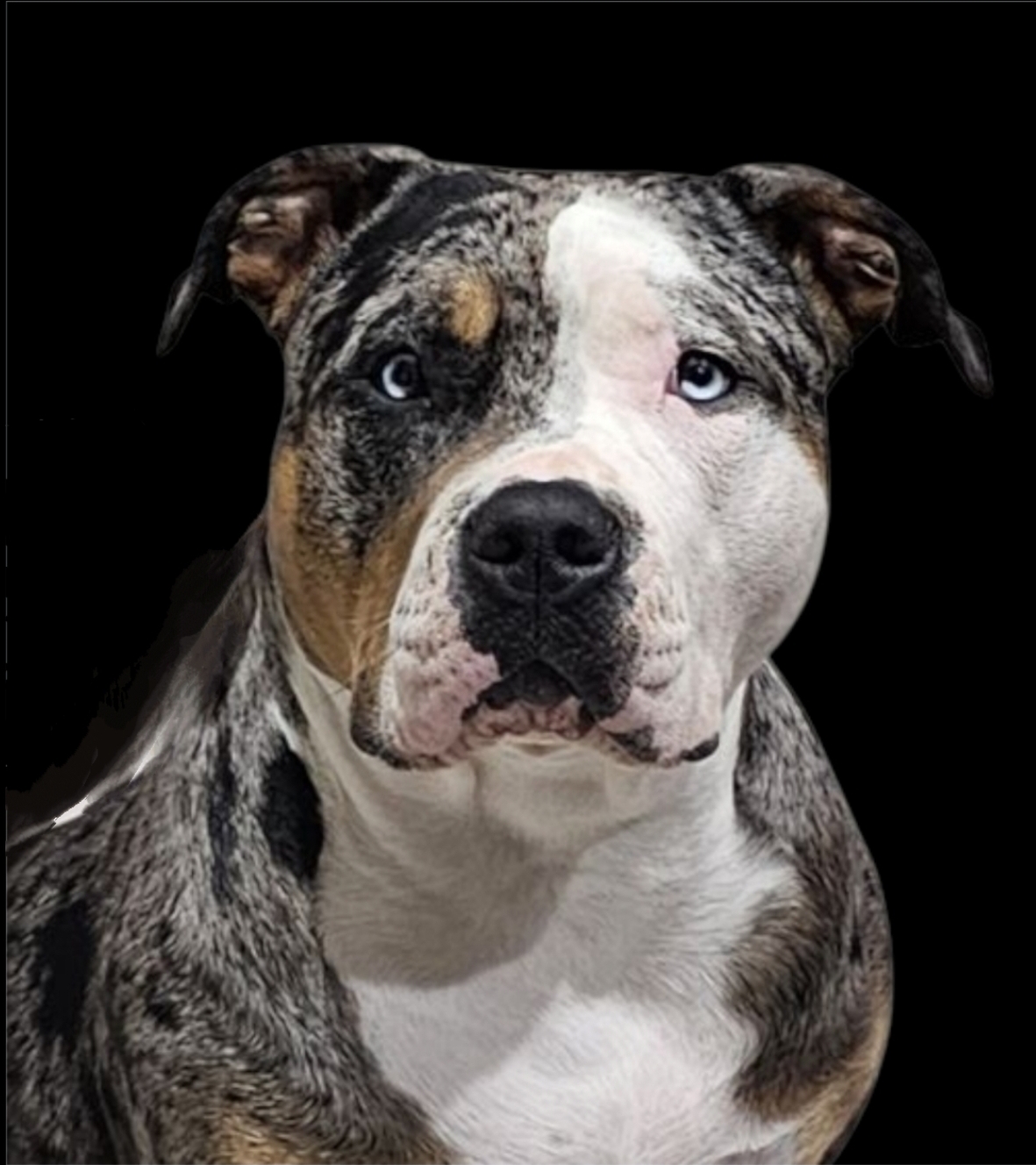 Additional Dog Image