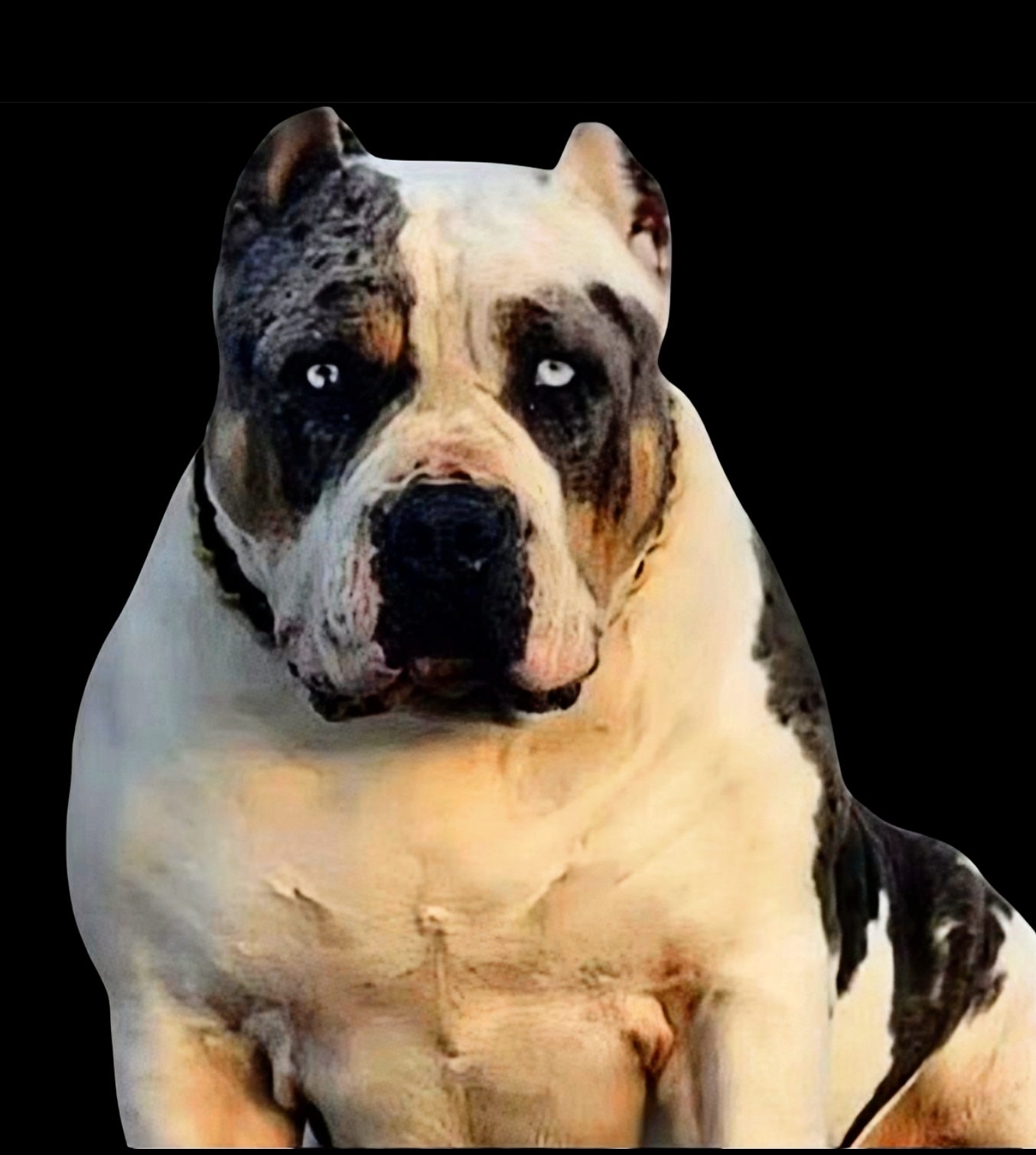 Additional Dog Image