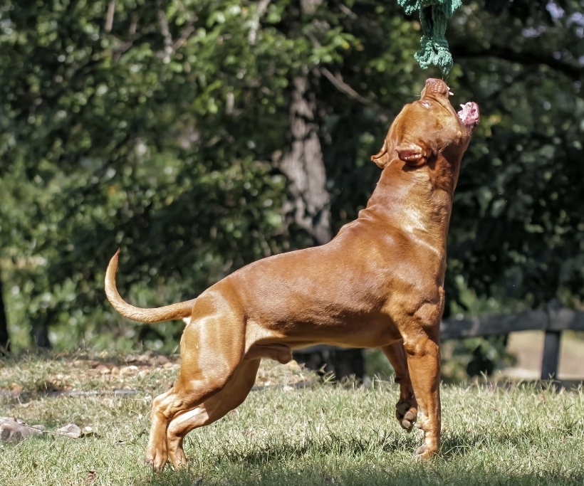 Dog Featured Image
