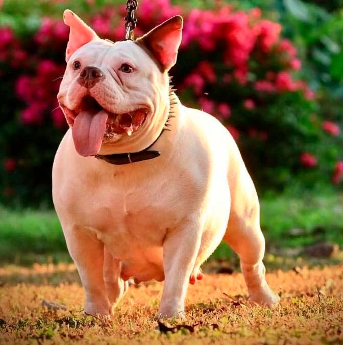 Dog Featured Image