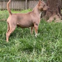 Dog Featured Image