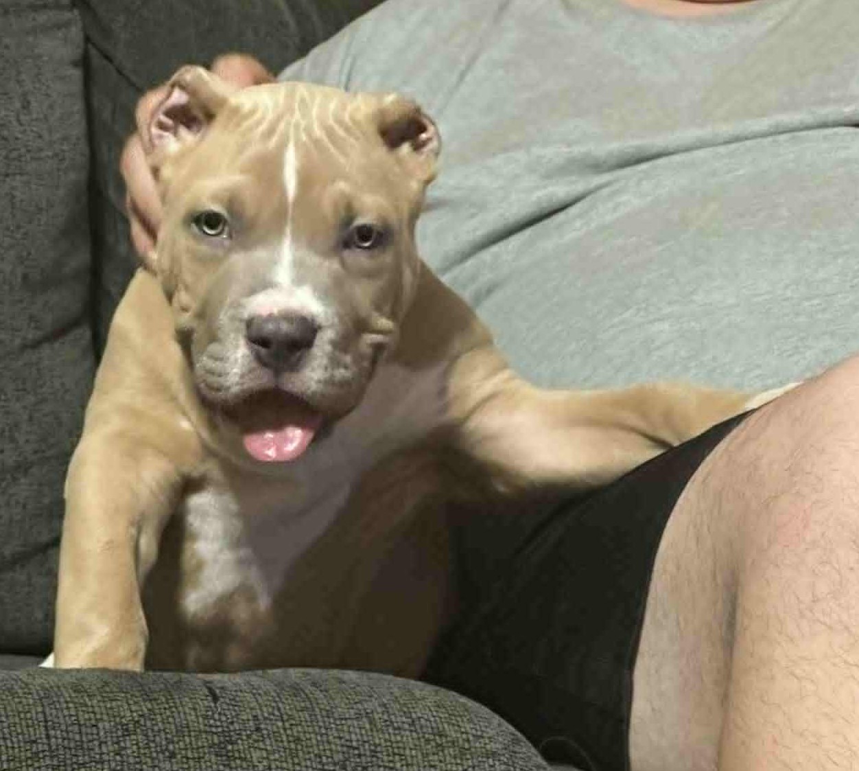 Dog Featured Image