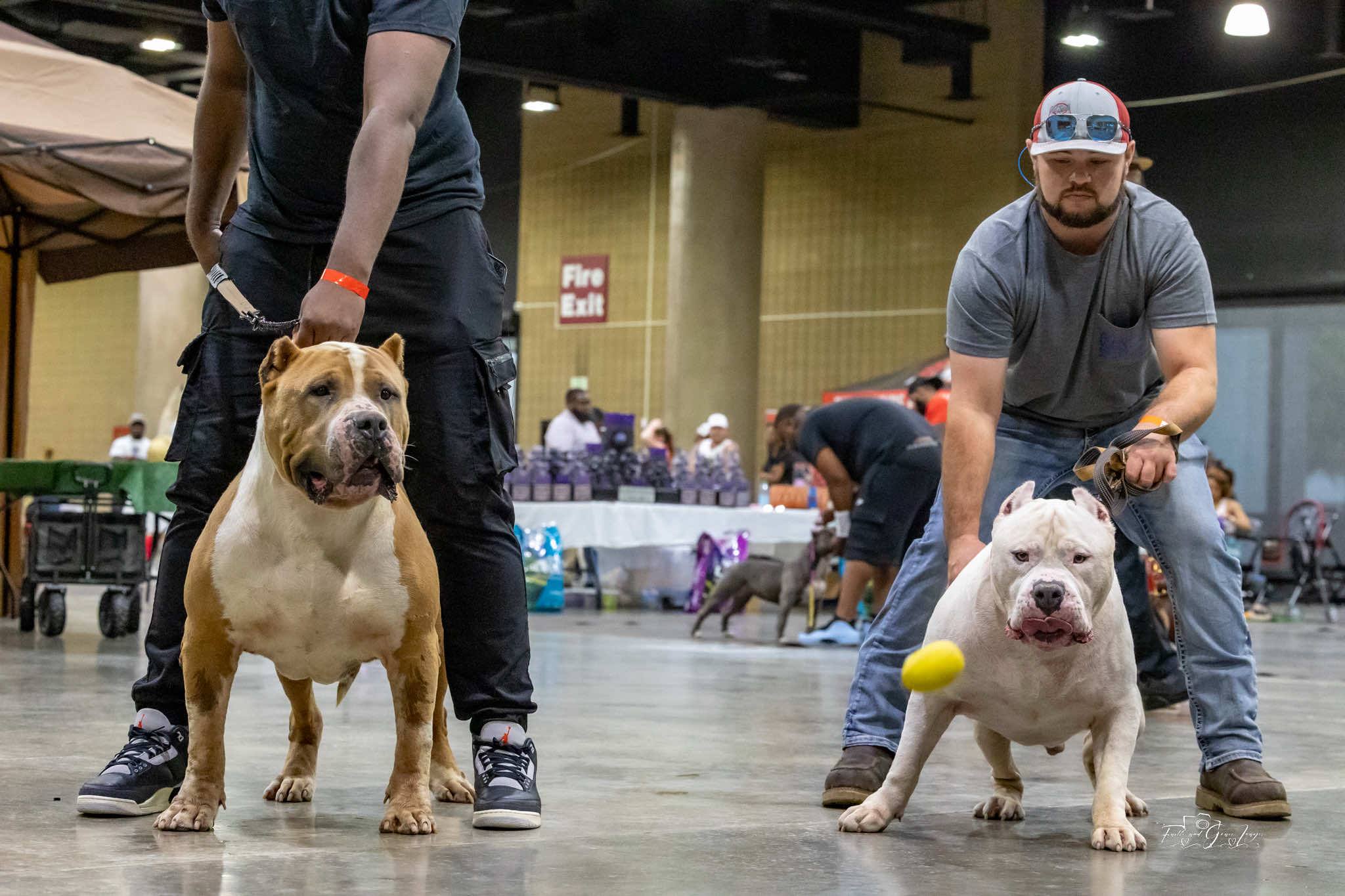 Dog Featured Image
