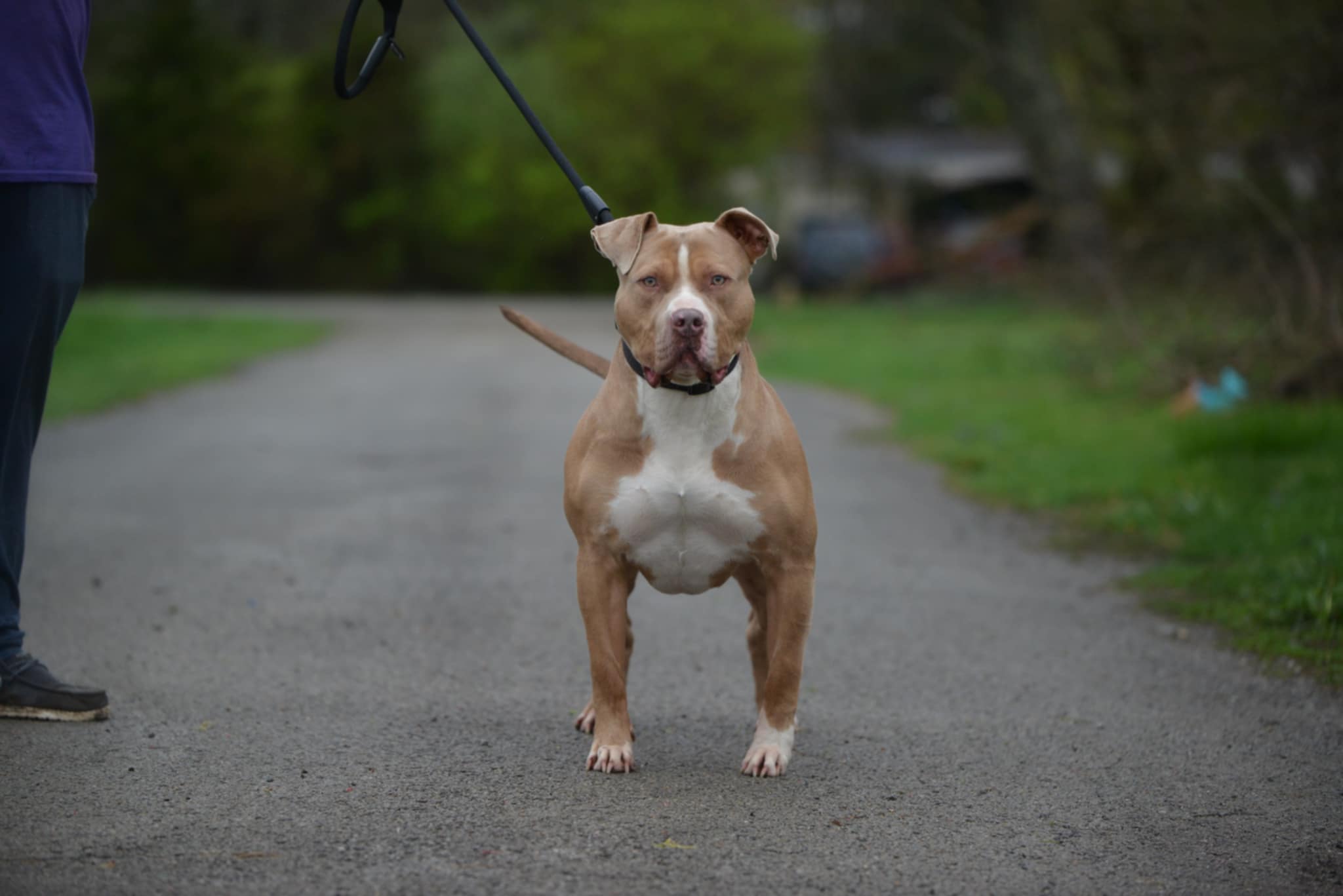 Dog Featured Image