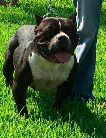 Dog Featured Image