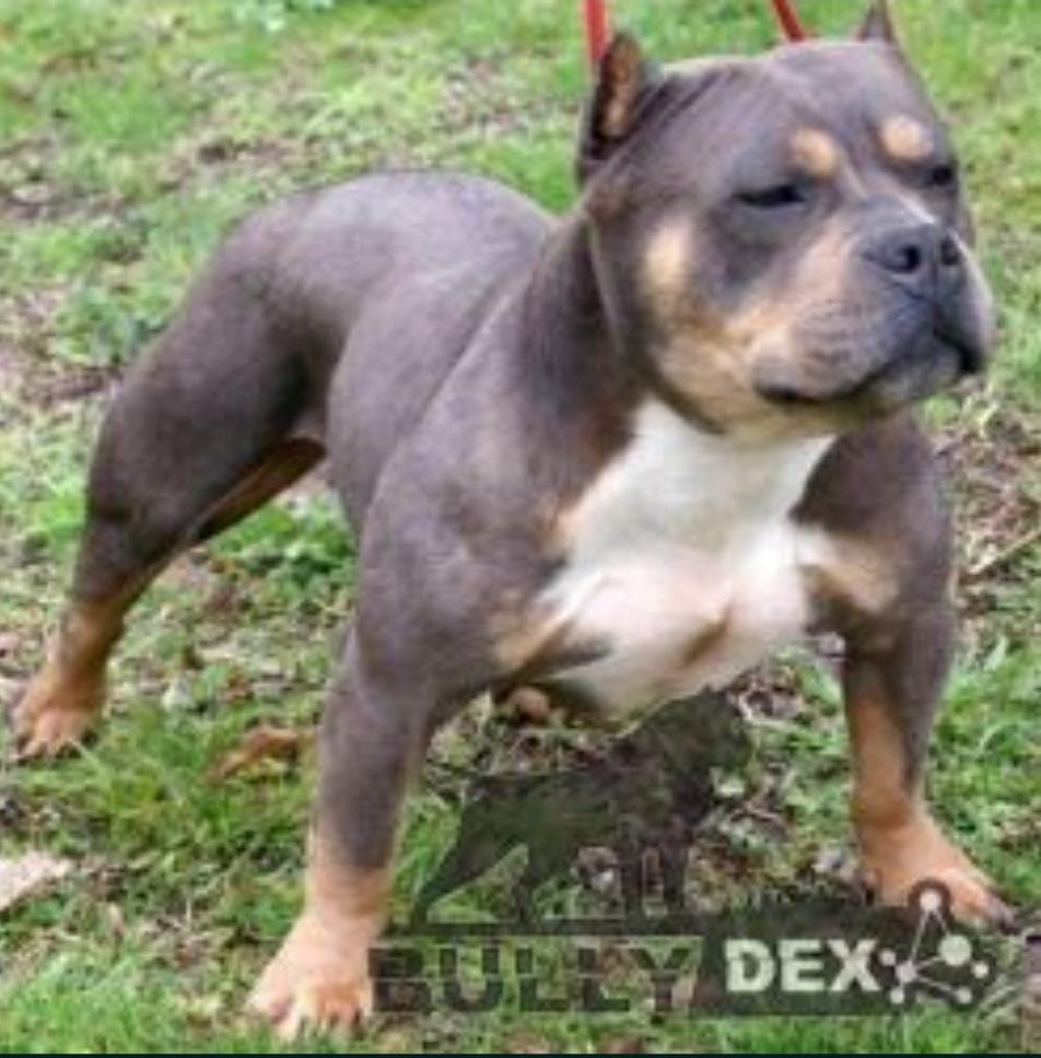 Dog Featured Image