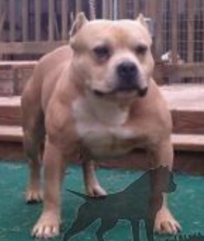 Dog Featured Image