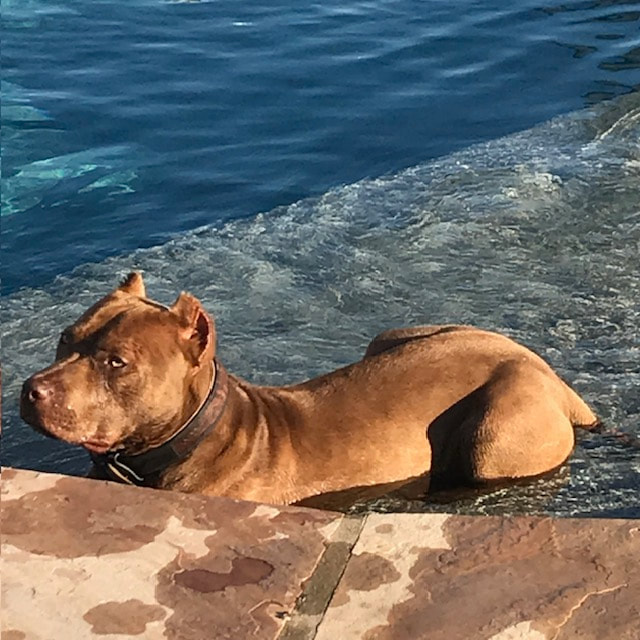 Dog Featured Image