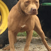 Dog Featured Image
