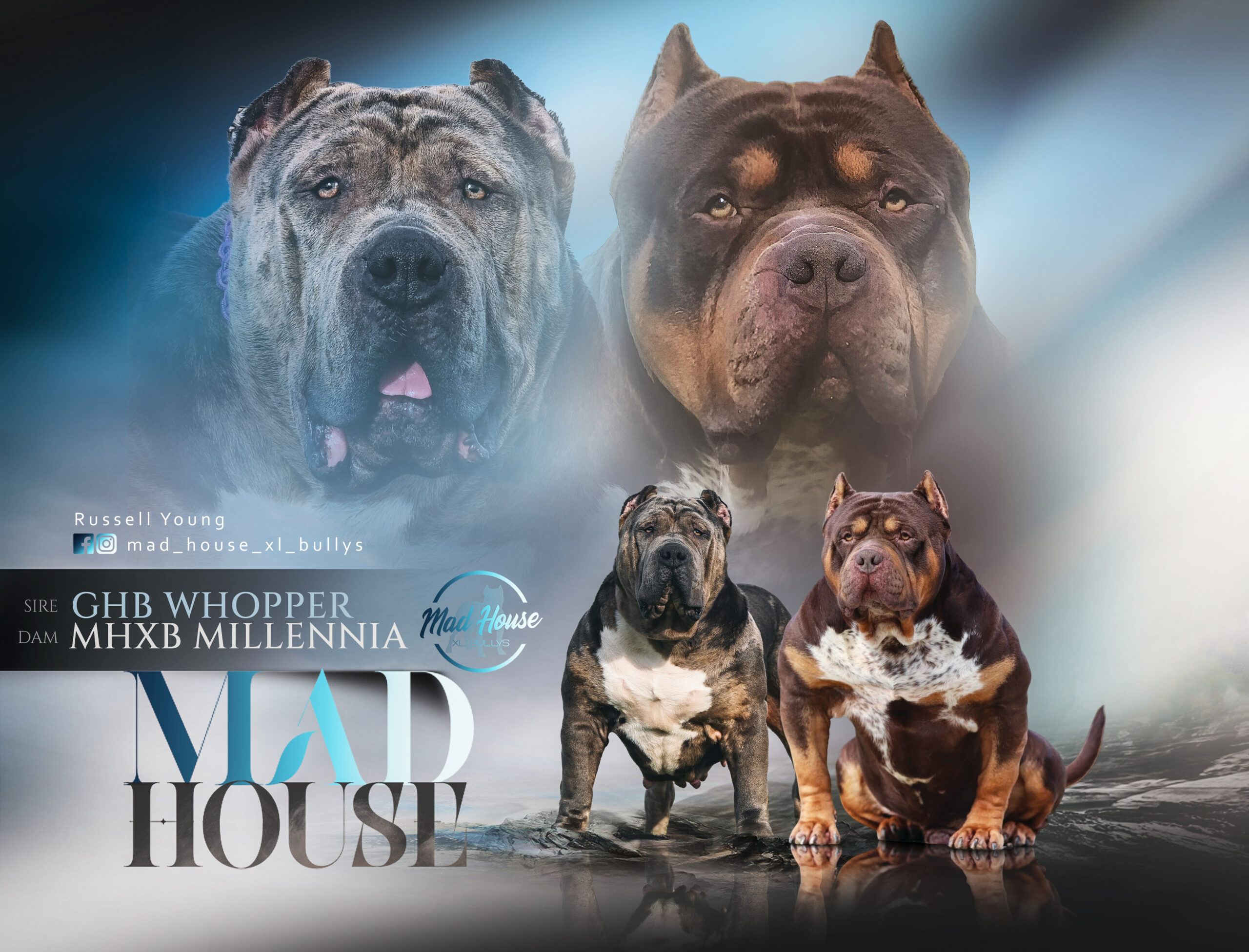 Dog Featured Image