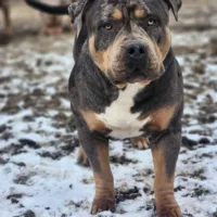 Dog Featured Image