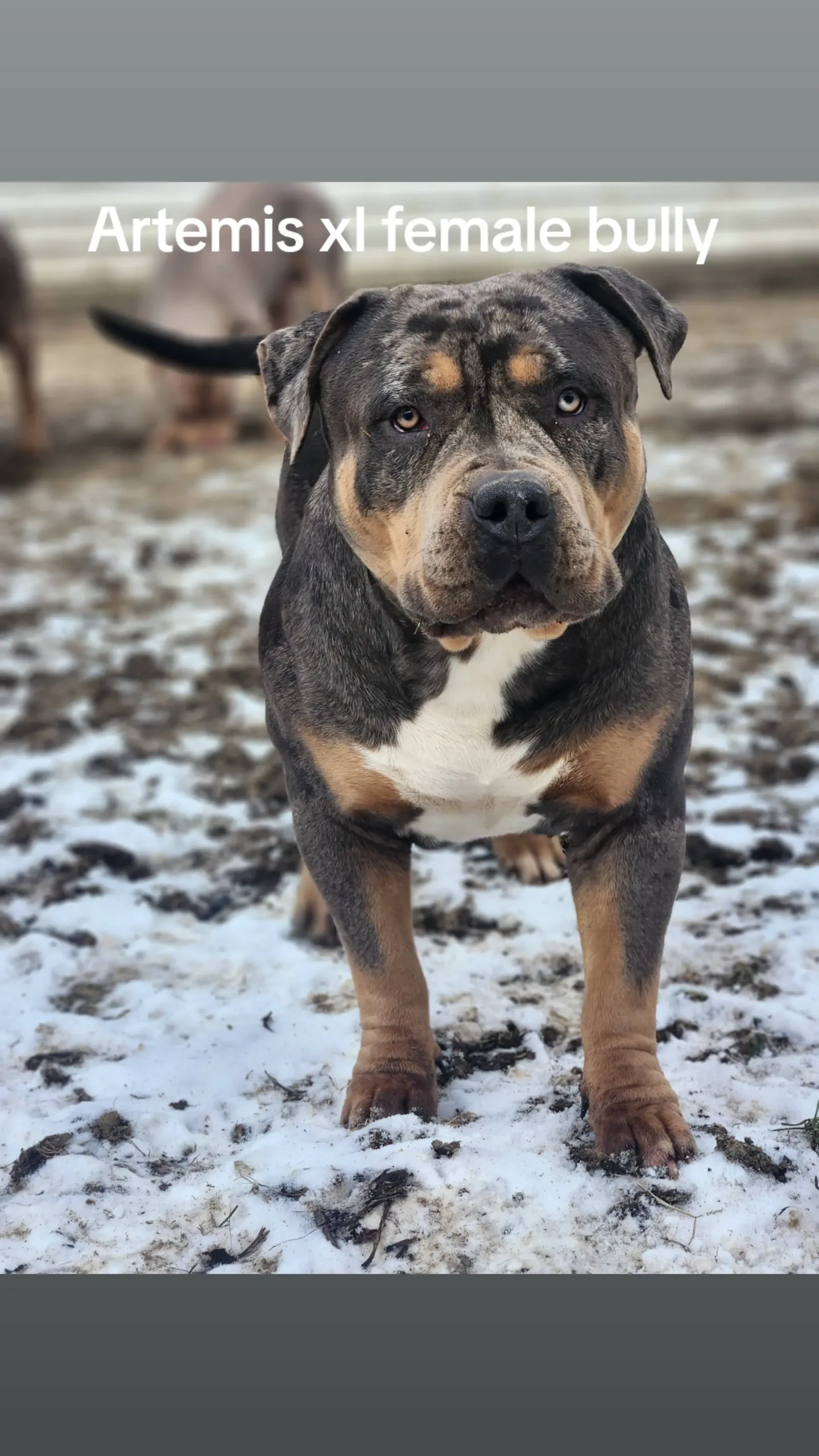 Dog Featured Image
