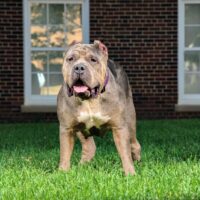 SSXtreme Bullies NewNew of Erk kennels