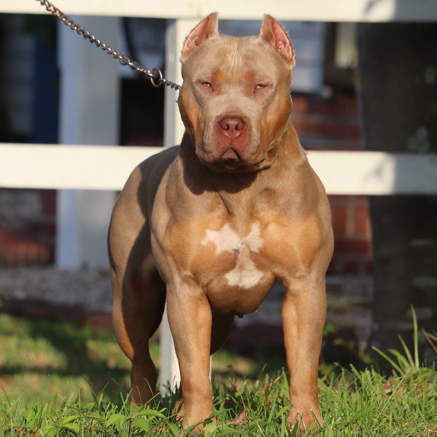 Dog Featured Image