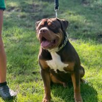 Dog Featured Image