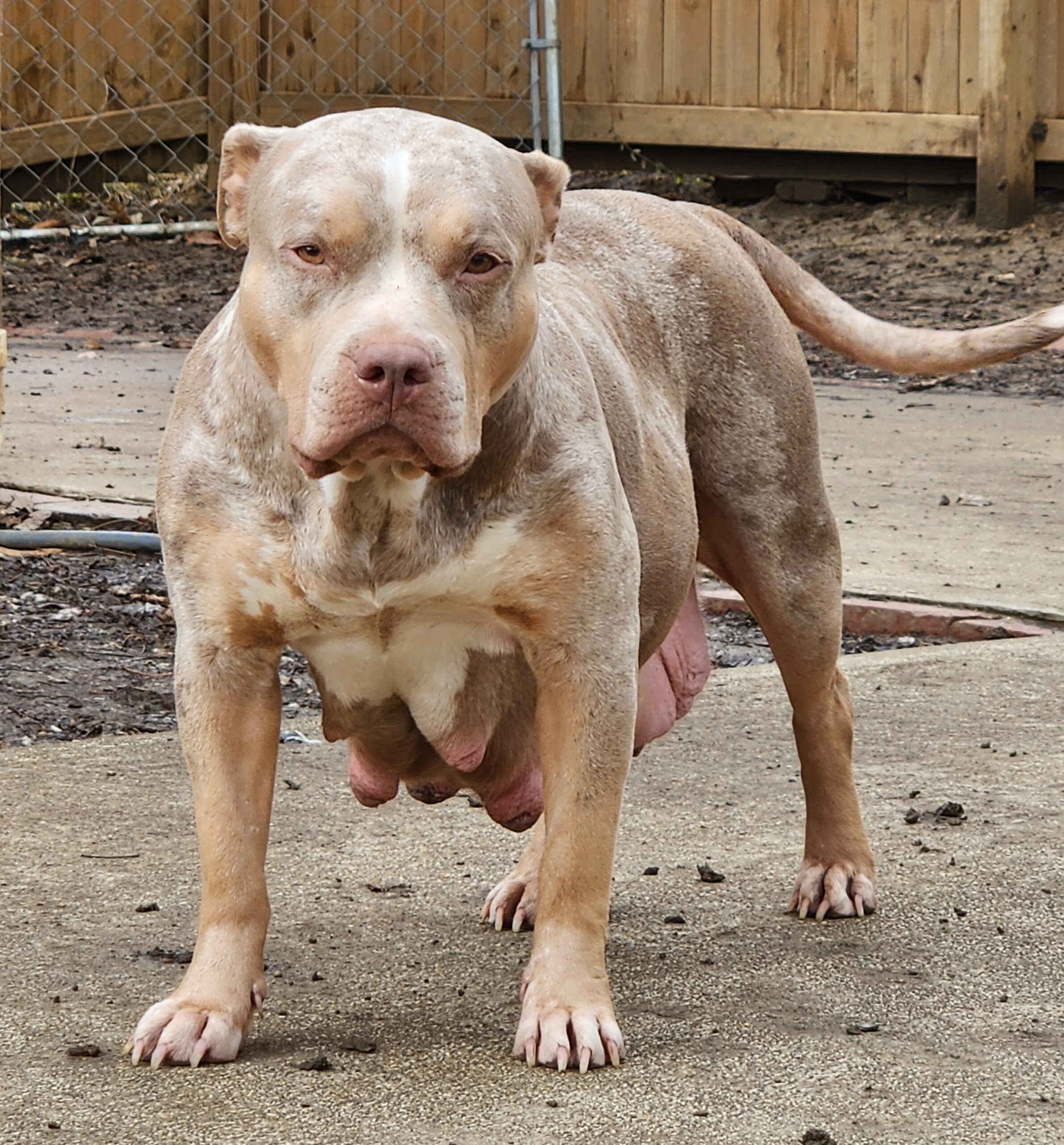 Dog Featured Image