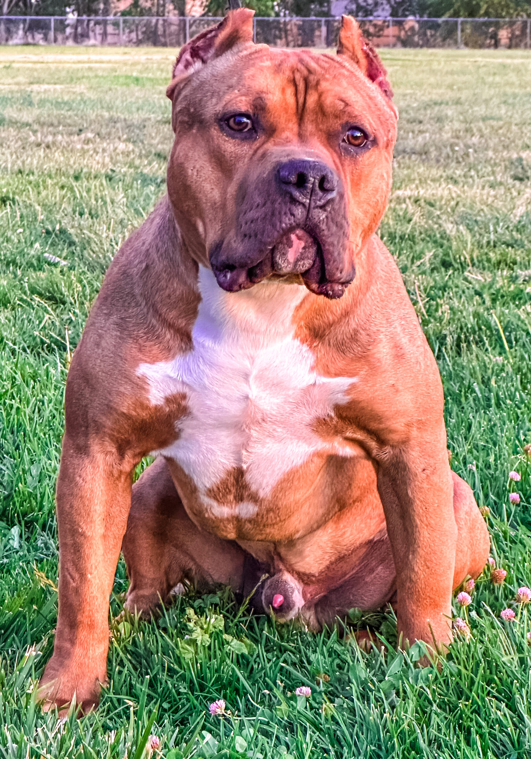 Dog Featured Image
