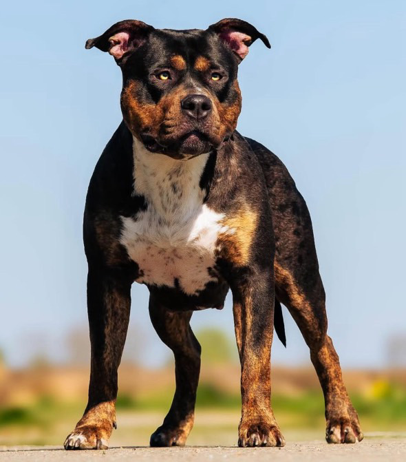 Dog Featured Image