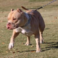 ALWAYS OFFICIAL BULLIE’S TUSHONKA