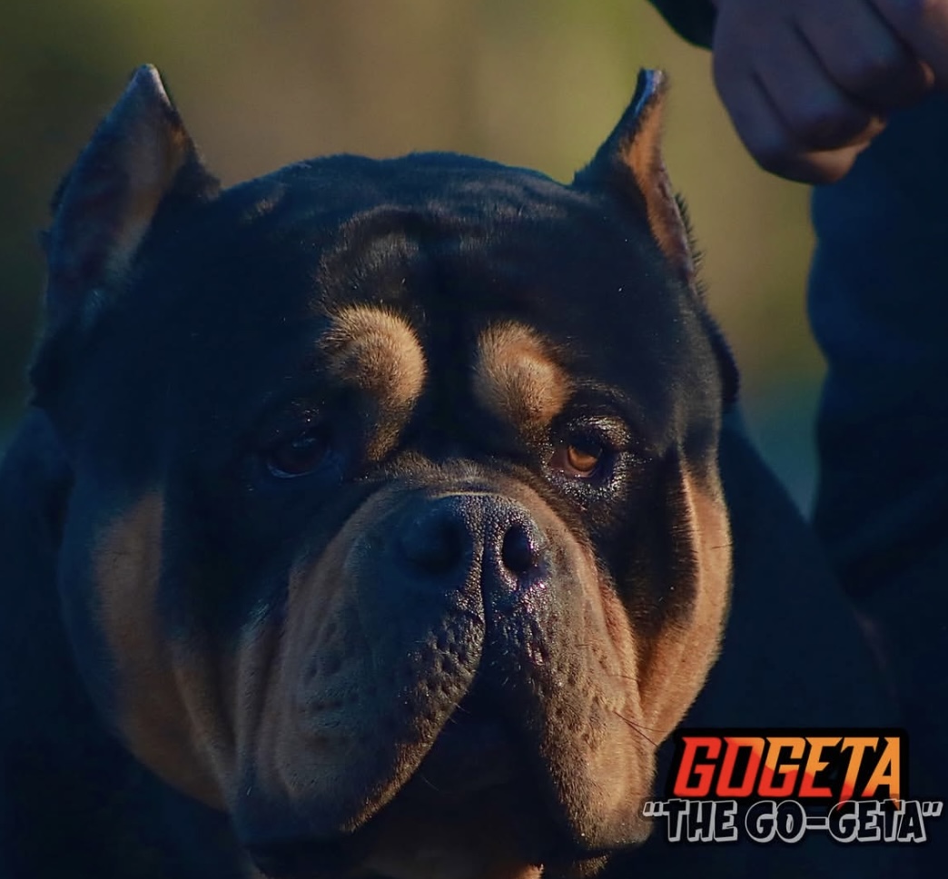 Dog Featured Image