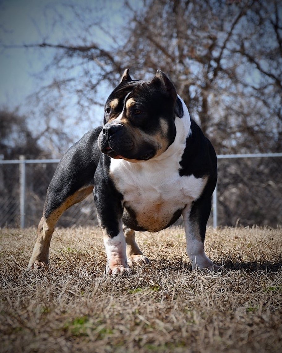 Dog Featured Image