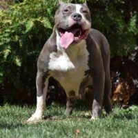 CTU BULLYS KARRA