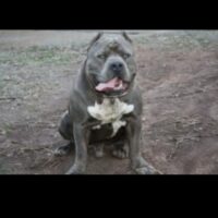 ZULLOU’S SUGE KNIGHT