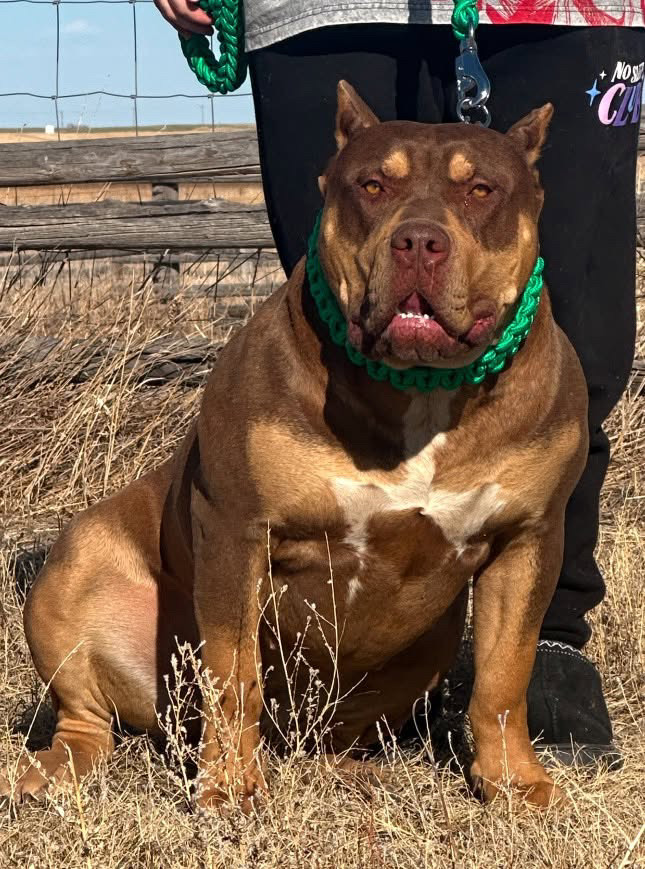Dog Featured Image