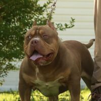 TORA KENNEL’S “THE UNSTOPPABLE”