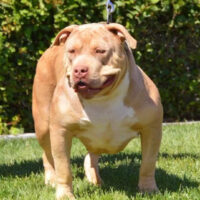 Sincitybullies Kali