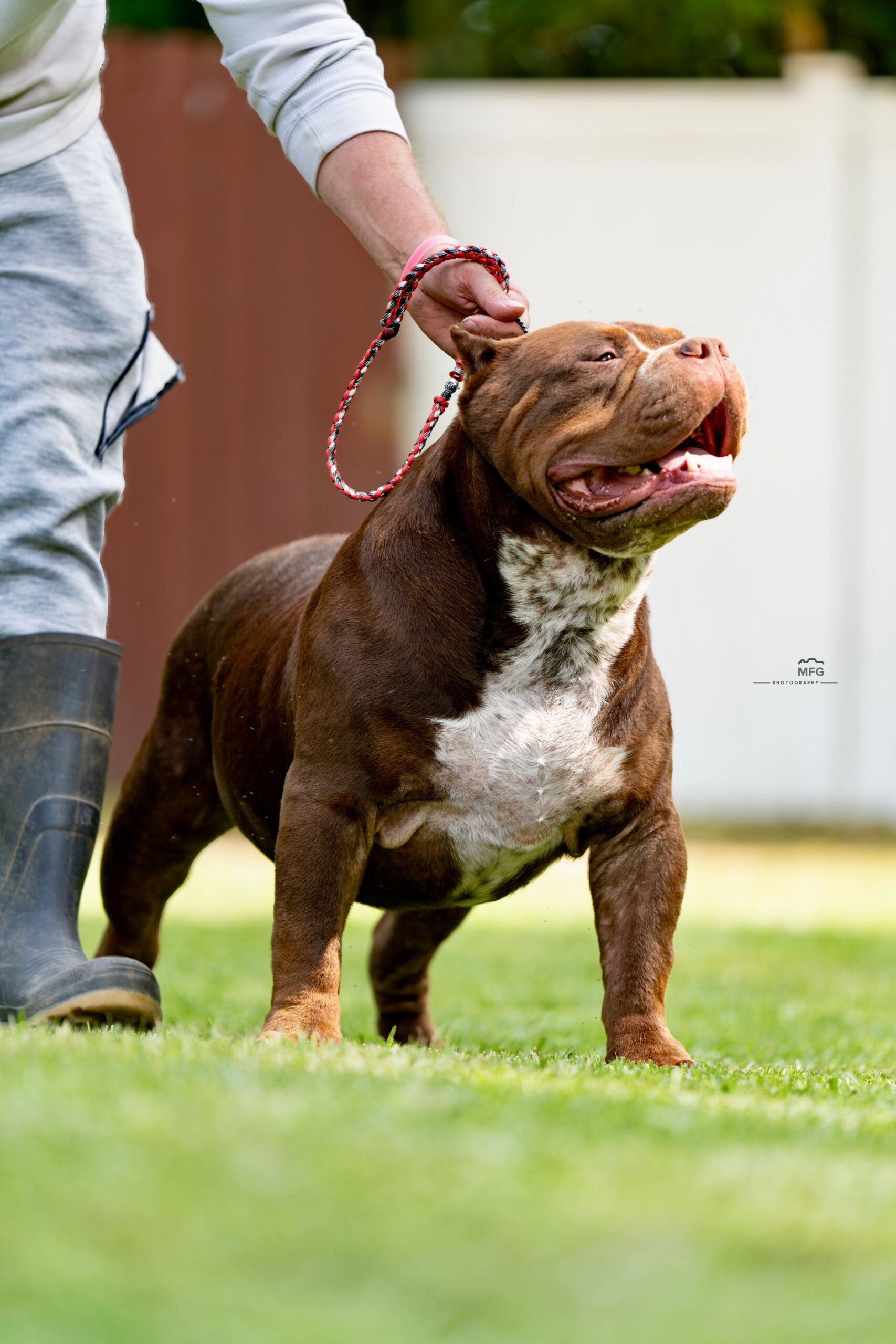 Dog Featured Image