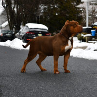 Dog Featured Image